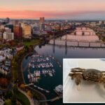 Invasive Chinese mitten crab that can damage flood controls spotted in Oregon — sparking fear from scientists