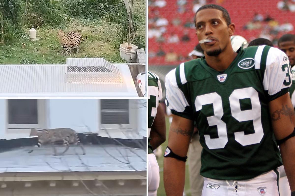 Two exotic cats belonging to one-time NY Jets player run wild in Baltimore neighborhood — and its caught on video
