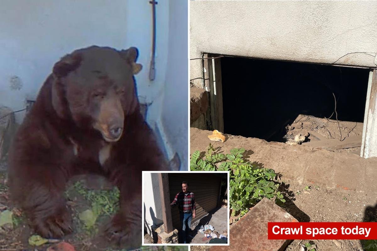 Exclusive | A 550-pound bear has been living under my house — and it doesn’t want to leave