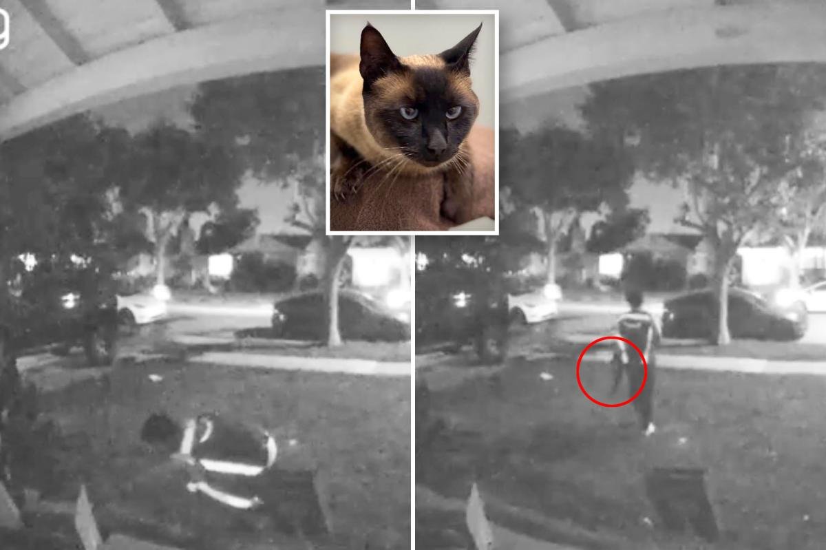 Amazon driver caught on camera stealing cat after dropping of package