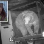 Exclusive | Calif. bear trap catches wrong beast as man endures 550-pound creature living under his house