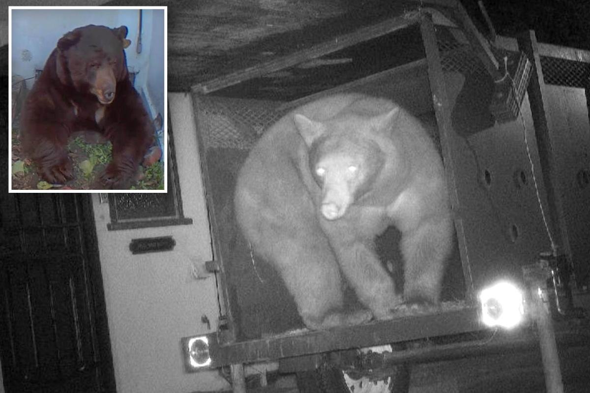 California bear trap catches wrong beast as man endures 550-pound creature living under his house 2 Exclusive | Calif. bear trap catches wrong beast as man endures 550-pound creature living under his house