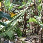 Cyclone Ditwah topples trees; banana farmers in TN's Mayiladuthurai report losses, seek relief