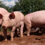 Philippines bans pork imports from Spain amid ASF outbreak