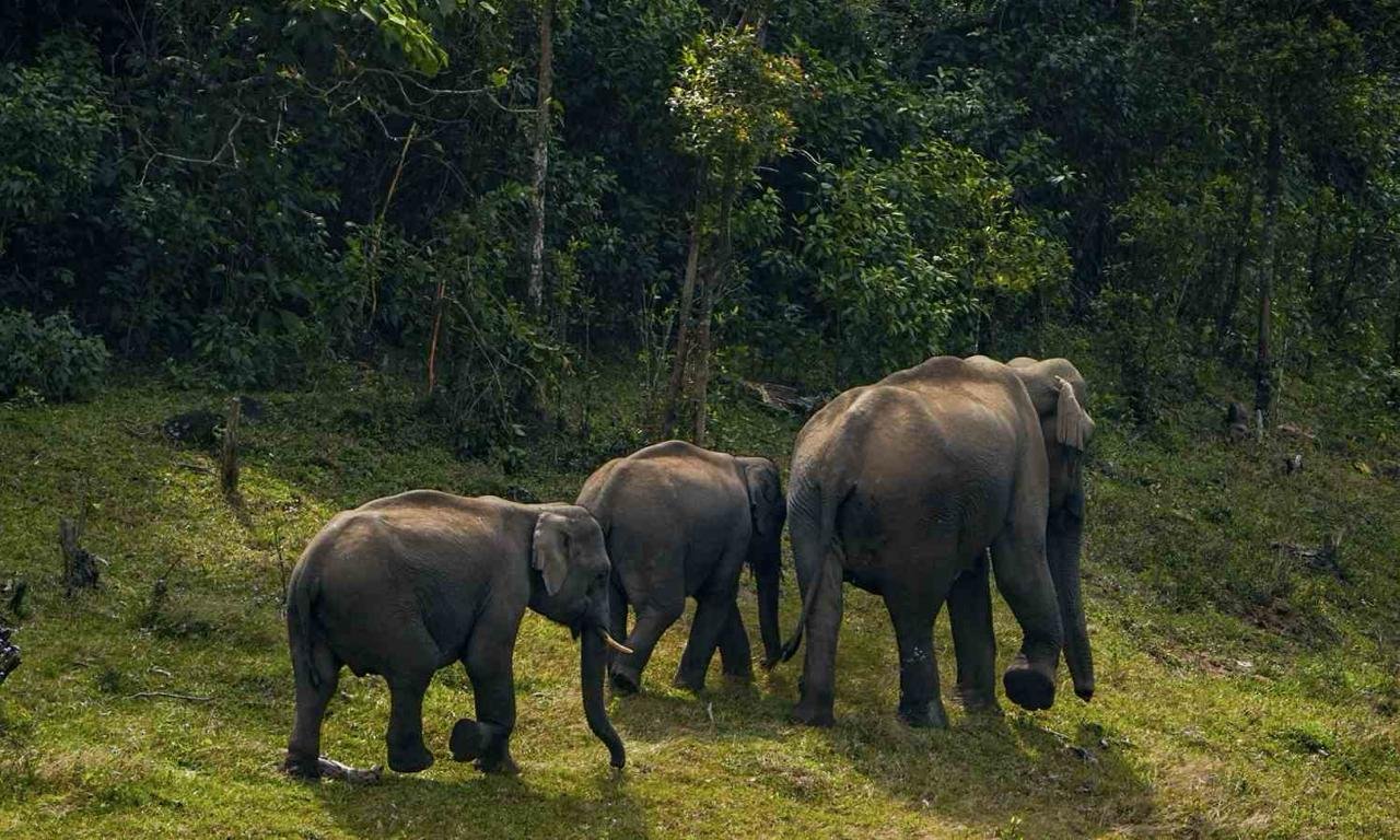 TN: Scientific panel set up for elephant translocation after recent deaths