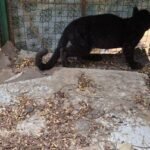 TN: Leopard cub rescued near Marudhamalai found dead during reunion effort