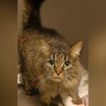 Cat lost during Hurricane Helene miraculously reunited with family after 443 days: ‘A Christmas miracle’