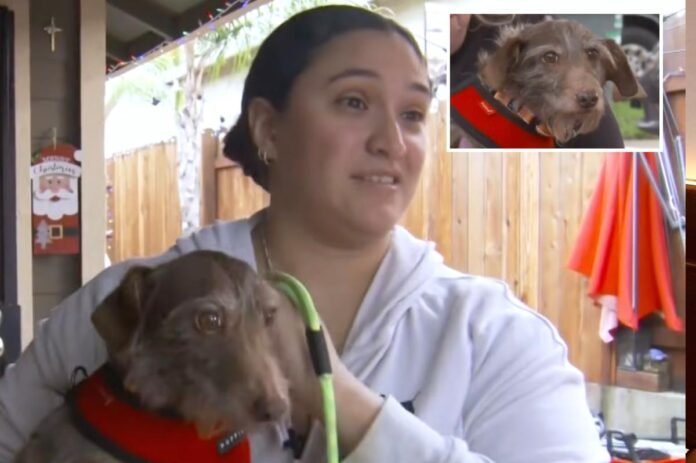 Dog who disappeared from California home in 2021 found tied to Michigan fence: ‘Christmas miracle’