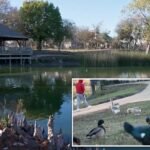 72-year-old Texas woman hospitalized with broken pelvis, internal bleeding after violent geese attack