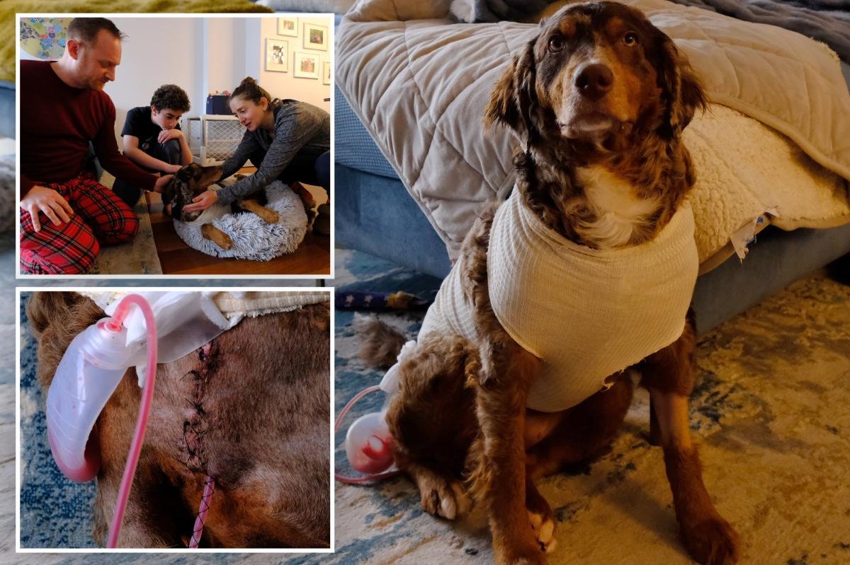 Exclusive | ‘Who stabs a dog?’ NYC family in shock after pup stabbed on city street