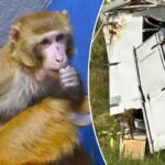 Monkey that previously escaped from Mississippi truck now sheltered in NJ wildlife refuge