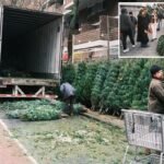 Needled NYers prompt city to change Christmas tree trash pickup