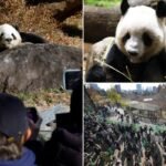 Thousands flock to Tokyo zoo to see the last 2 pandas in Japan before their return to China