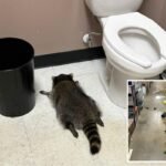 Viral drunk raccoon is a serial break-in artist who’s struck at least three buildings — and is still kicking
