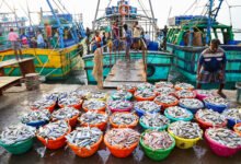 Seafood exports surge despite US tariffs due to strong resilience and adaptability: Govt
