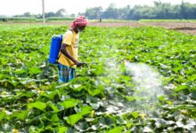 Centre cracks down to curb diversion, misuse of fertilisers in crop season