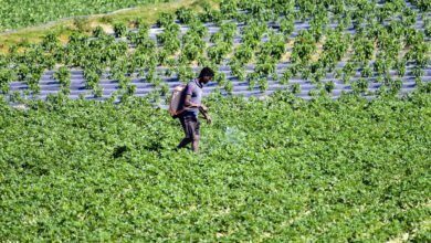 Agriculture must play a central role in national transformation: Niti Aayog report