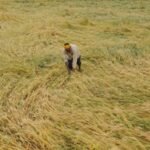 All crop, soil and irrigation water samples within safety limits: Punjab to NGT