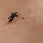 Vietnam warns of prolonged dengue fever outbreak