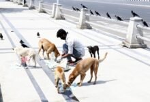 SC questions attitude of those feeding stray dogs in public places