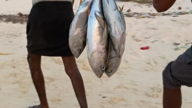 Lakshadweep eyes integrated fisheries hub to boost Blue Economy