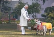 PM Modi feeds cows at his residence on occasion of Makar Sankranti; BJP leaders react
