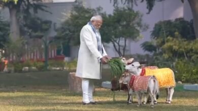 PM Modi feeds cows at his residence on occasion of Makar Sankranti; BJP leaders react 1 PM Modi feeds cows at his residence on occasion of Makar Sankranti; BJP leaders react