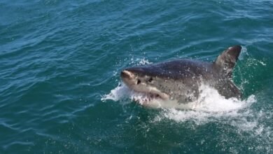 12-year-old boy bitten by shark at Sydney Harbor beach