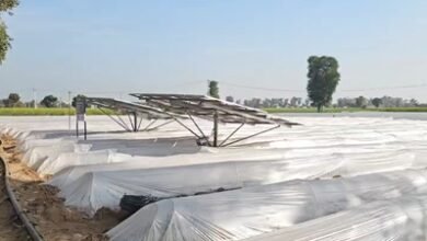 In Haryana’s Nuh, modern horticulture techniques enable farmers to achieve greater yields