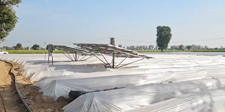 In Haryana’s Nuh, modern horticulture techniques enable farmers to achieve greater yields