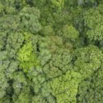 National Biodiversity Authority shares Rs 17 lakh benefit with BMC