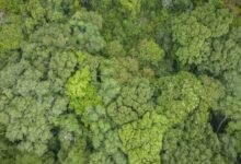 National Biodiversity Authority shares Rs 17 lakh benefit with BMC