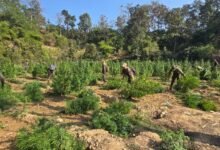 Over 1.45 lakh ganja plants worth Rs 14.5 crore destroyed in Tripura