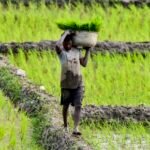 Farmers look to Budget 2026-27 for relief and guarantees