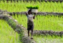 Farmers look to Budget 2026-27 for relief and guarantees