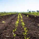 Quad launches AI farm projects