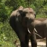 Six killed as wild elephants storm Hazaribagh village in Jharkhand