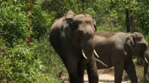 Six killed as wild elephants storm Hazaribagh village in Jharkhand