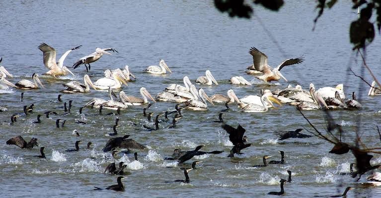 TN to conduct 2-day statewide terrestrial bird census today
