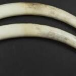 Days on, no breakthrough in Pangode Military Camp tusks theft