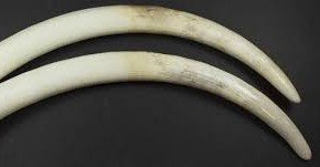 Days on, no breakthrough in Pangode Military Camp tusks theft 6 Days on, no breakthrough in Pangode Military Camp tusks theft