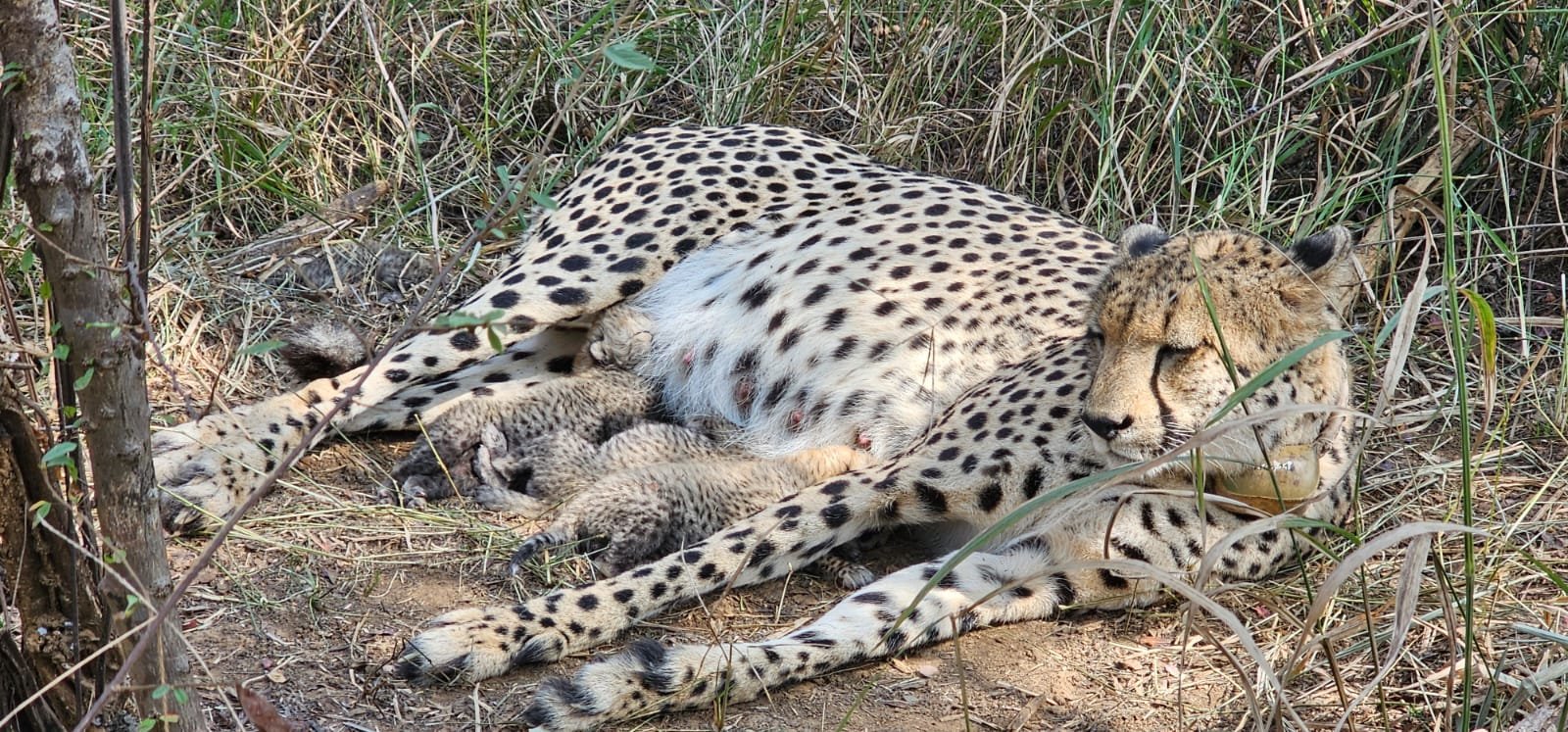 Kuno National Park welcomes three more cheetah cubs boosting population to 38