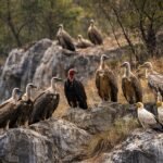 Madhya Pradesh: Panna records 1,127 vultures, Shivpuri 735 in first phase of census