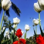 NDMC to inaugurate annual Tulip Festival 2026 today