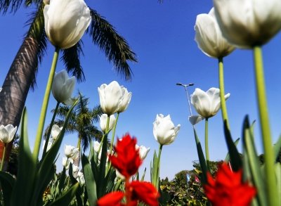 NDMC to inaugurate annual Tulip Festival 2026 today