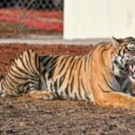 Bandhavgarh Tiger Reserve tells MP HC 4 deaths occurred due to electrocution​