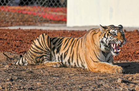 Bandhavgarh Tiger Reserve tells MP HC 4 deaths occurred due to electrocution​
