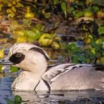 Over 1 lakh migratory water birds of 107 species recorded in Assam's Kaziranga: Survey