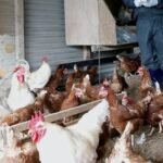 Bird flu: 6,000 chickens culled in Patna