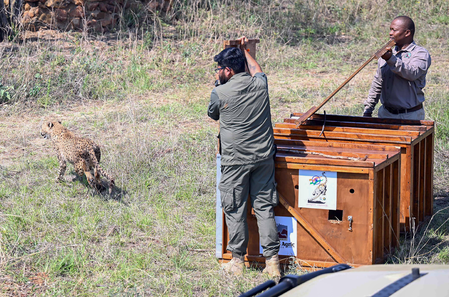 Big cats taken to Kuno in helicopters after 8 cheetahs from Botswana arrive at Gwalior 6 Big cats taken to Kuno in helicopters after 8 cheetahs from Botswana arrive at Gwalior